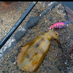 隠岐でエギング新子祭り！