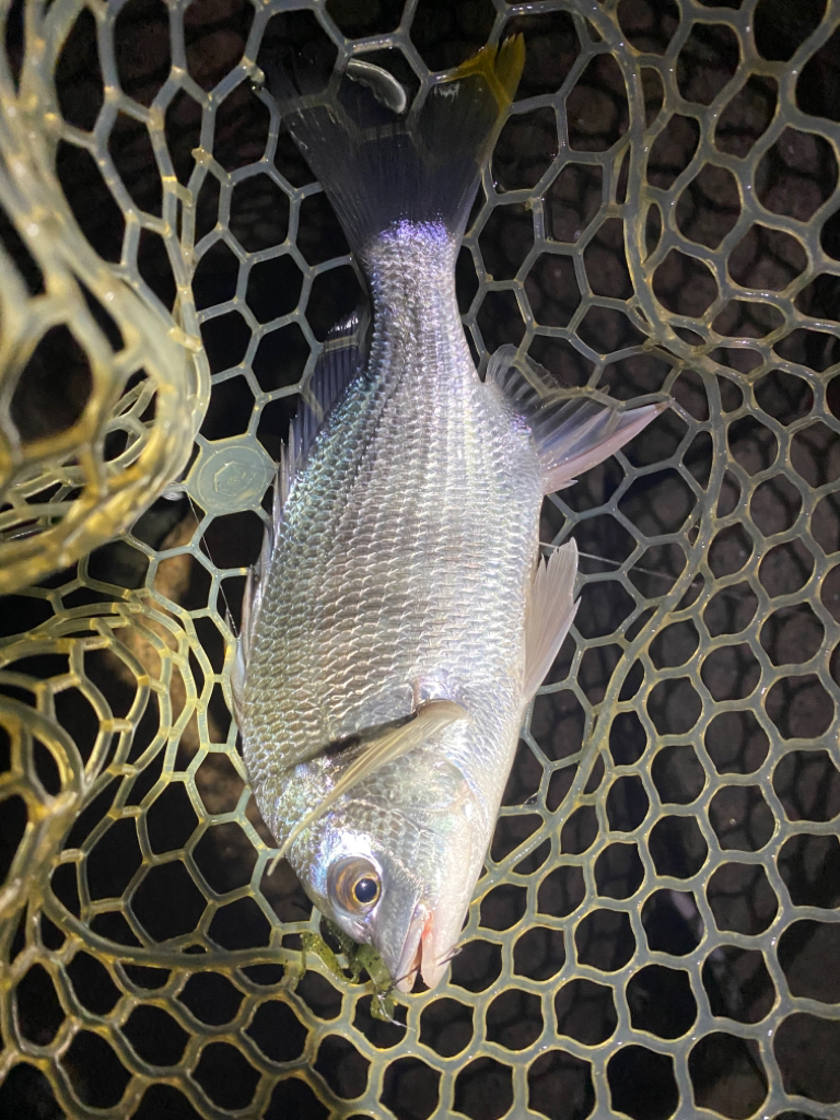 淀川ブリームゲーム