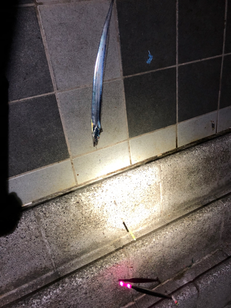 和歌山太刀魚釣りに🎣