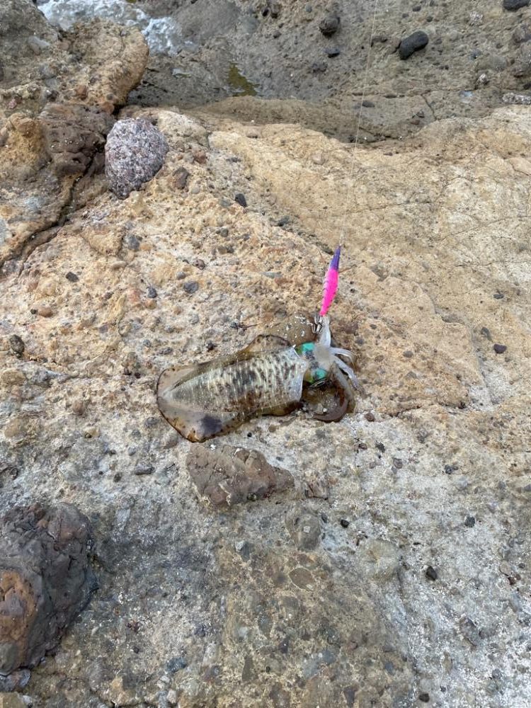 好調！日本海エギング