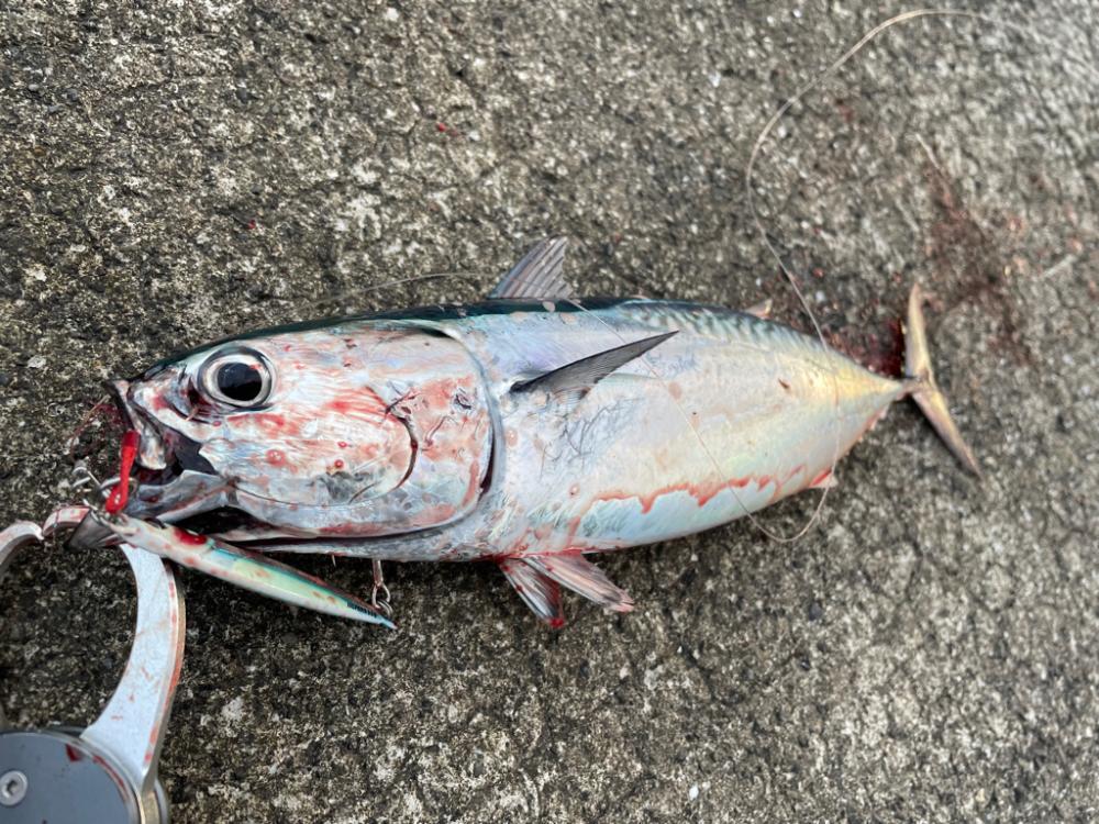 黒潮の恵みを頂いてきました