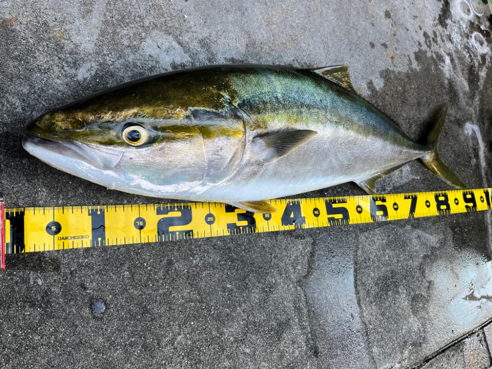 ビッグバッカーでブリ!