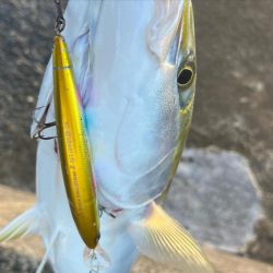 セットアッパーでメジロ