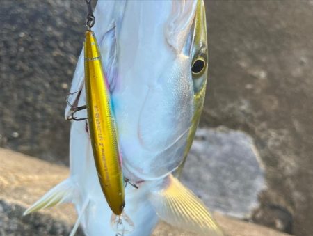 セットアッパーでメジロ