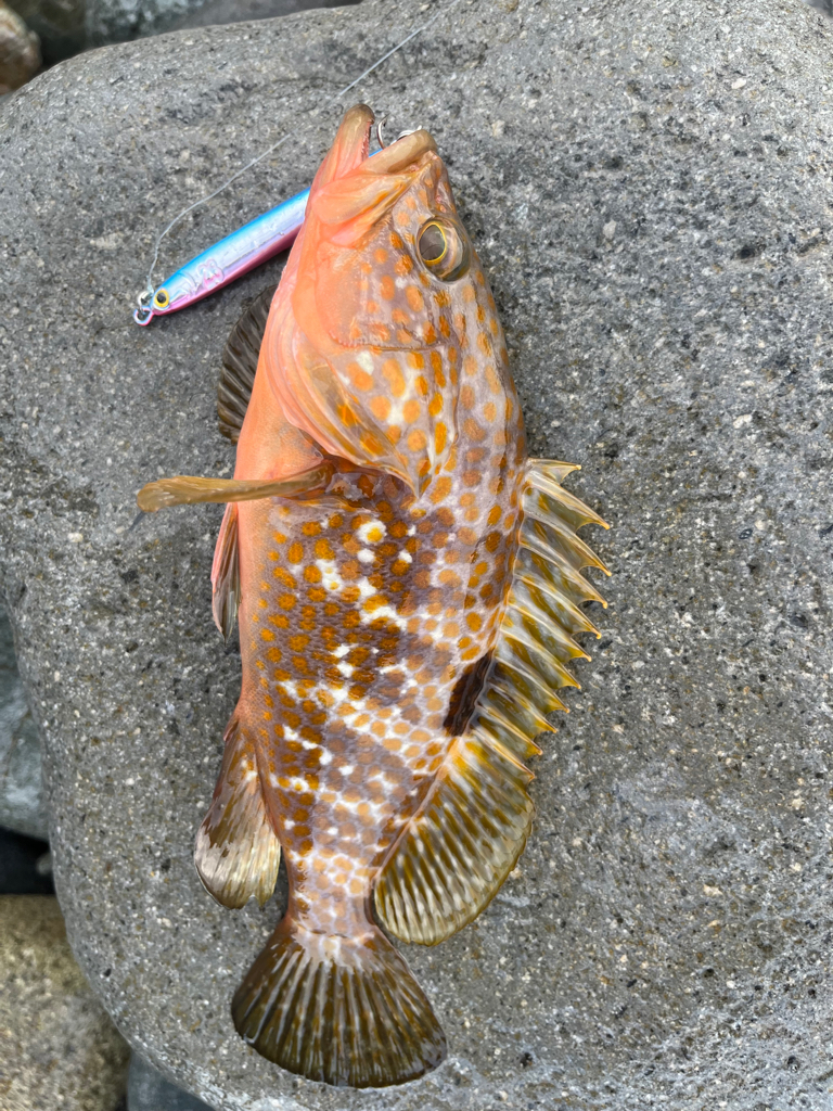 40upキジハタを狙え