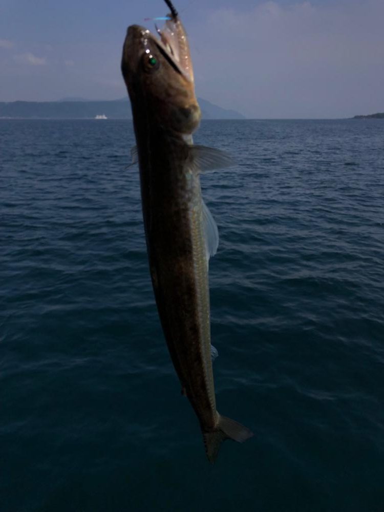 渋いながらハガツオが釣れました🐟