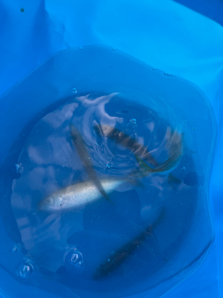 好調とっとパーク