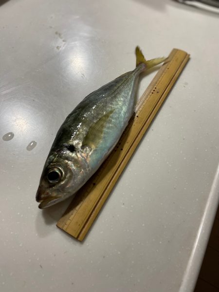 バチコン⋆*🎣♬