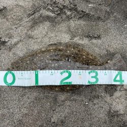 フラットフィッシュ