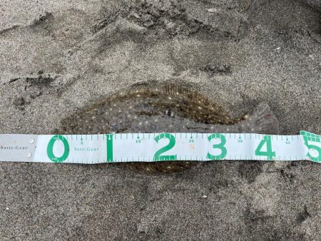 フラットフィッシュ