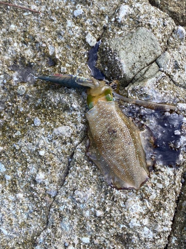 離島地磯エギング