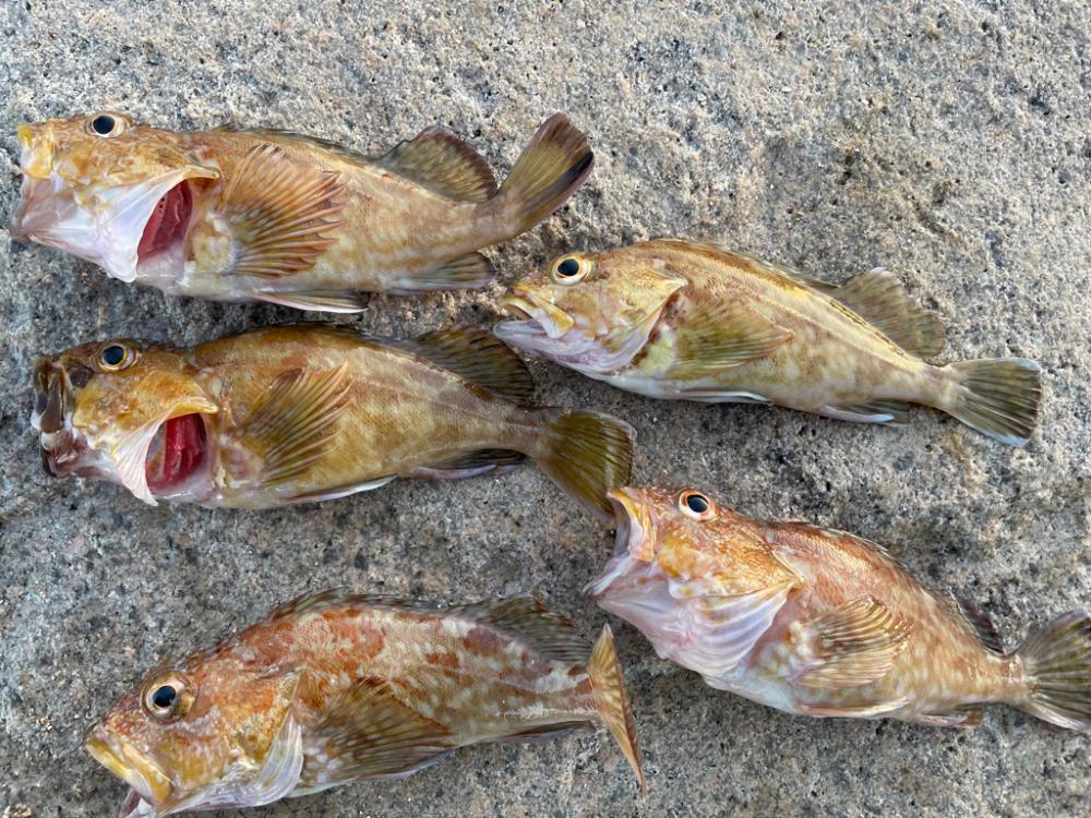 手軽なガシリング