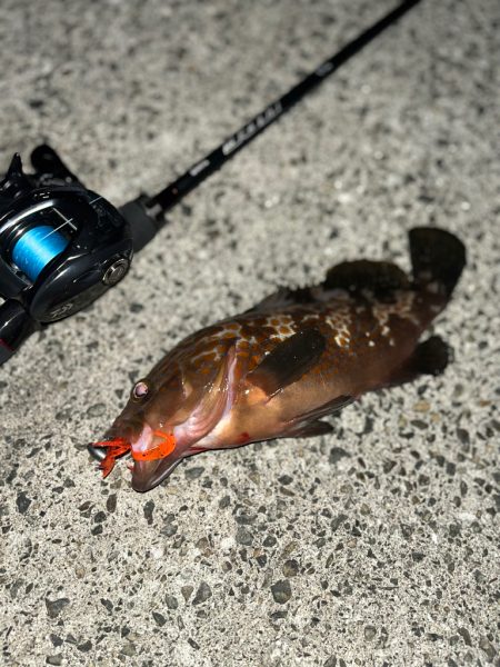 アコウ40up釣りたい