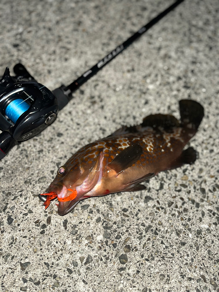 アコウ40up釣りたい