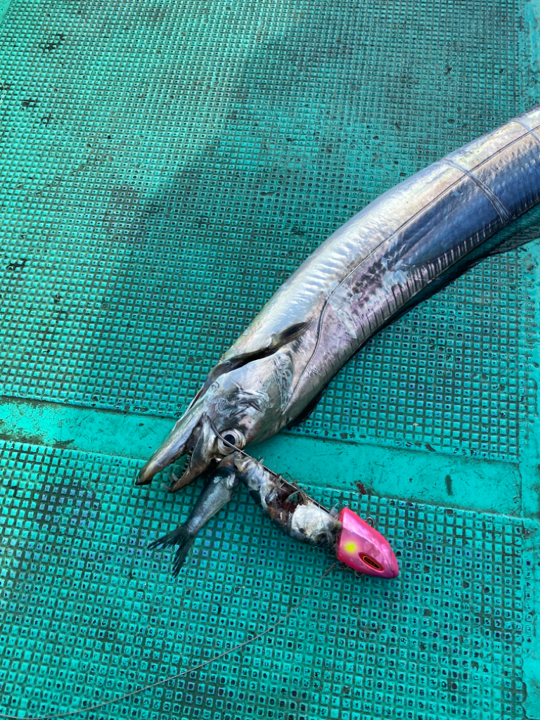 テンヤタチウオ