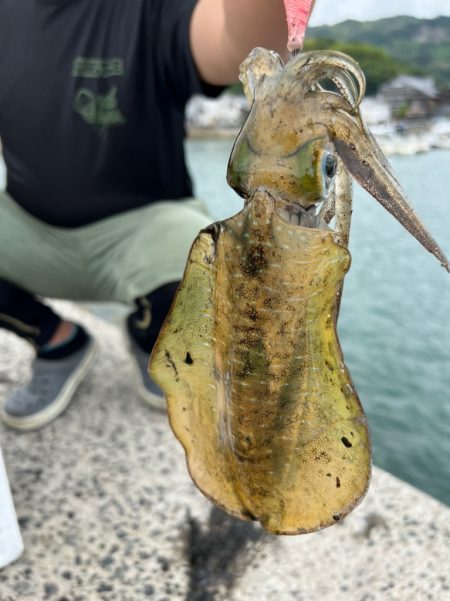 エギング調査！！