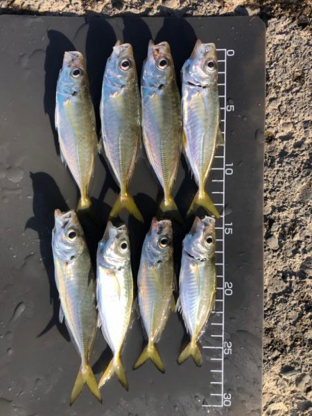 渋くて、マルアジ混じり