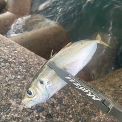 マズメチャレンジ