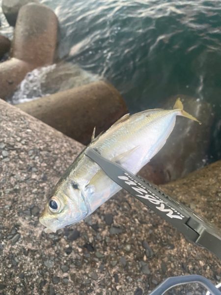 マズメチャレンジ