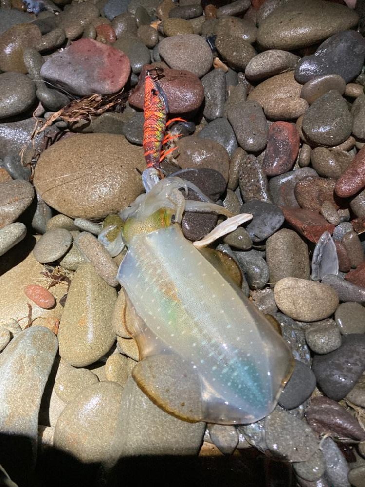 和歌山秋イカ好調!!