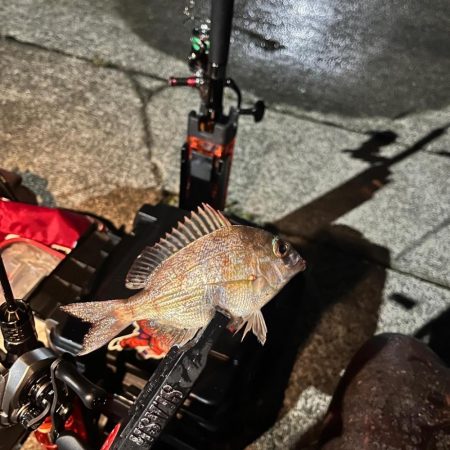 アジングという名の五目釣り