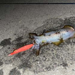 仕事終わりにエギング！