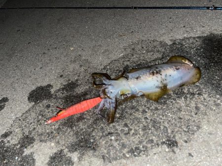 仕事終わりにエギング！