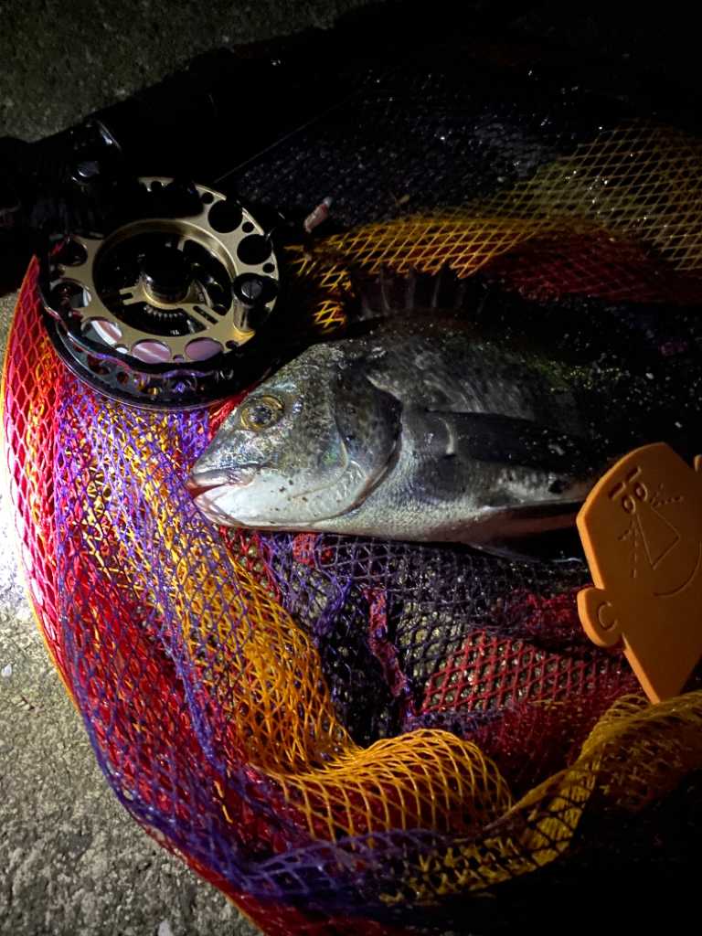 ヘチってきました