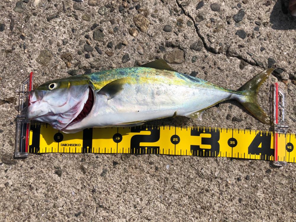 ショアジギング