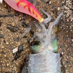 隠岐で餌木蔵炸裂！