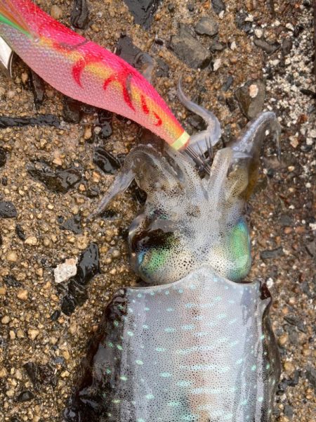 隠岐で餌木蔵炸裂！