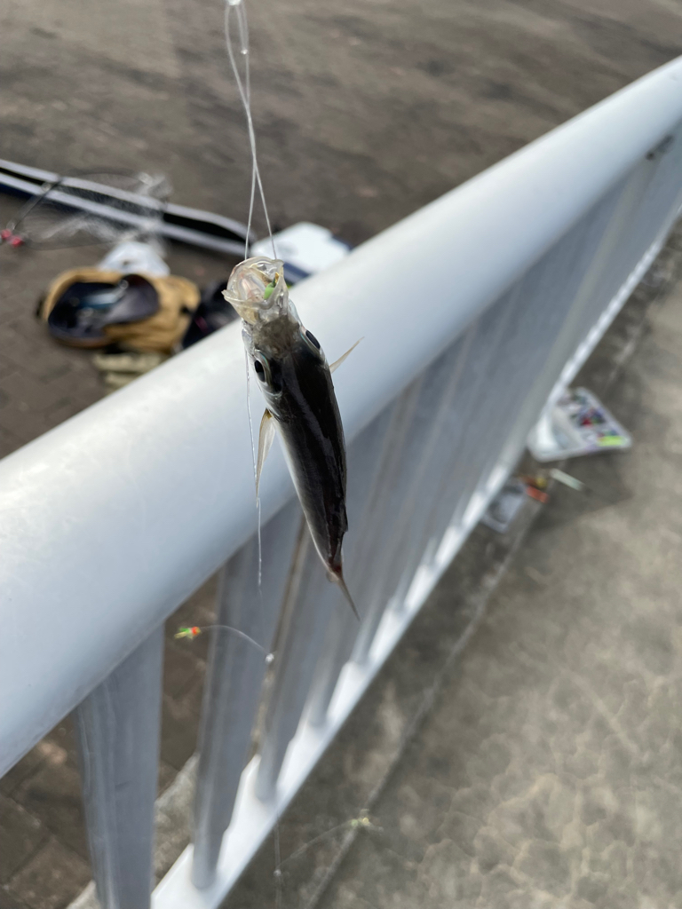 ショアジギ不発(TT)