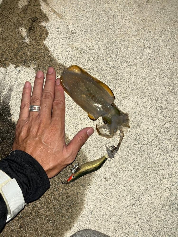 神明、青太刀イカ狙い