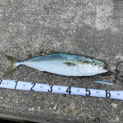 初メジロキャッチ！