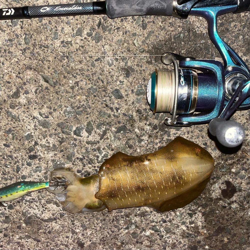 ナイトエギング