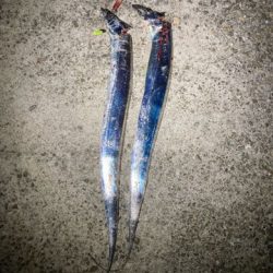 今季初タチウオワインド貝塚人工島