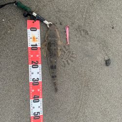 激荒れのサーフでマゴチ