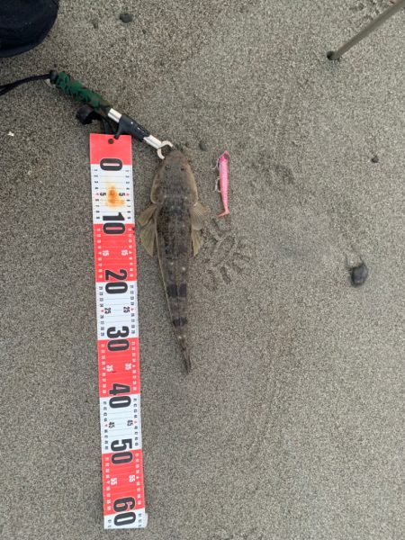 激荒れのサーフでマゴチ