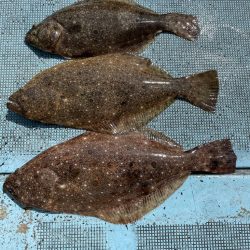 船ヒラメ釣り