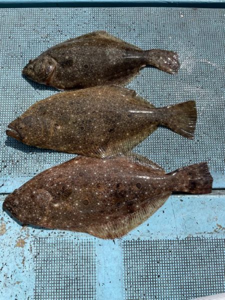 船ヒラメ釣り