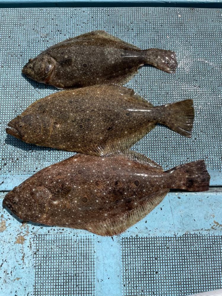 船ヒラメ釣り