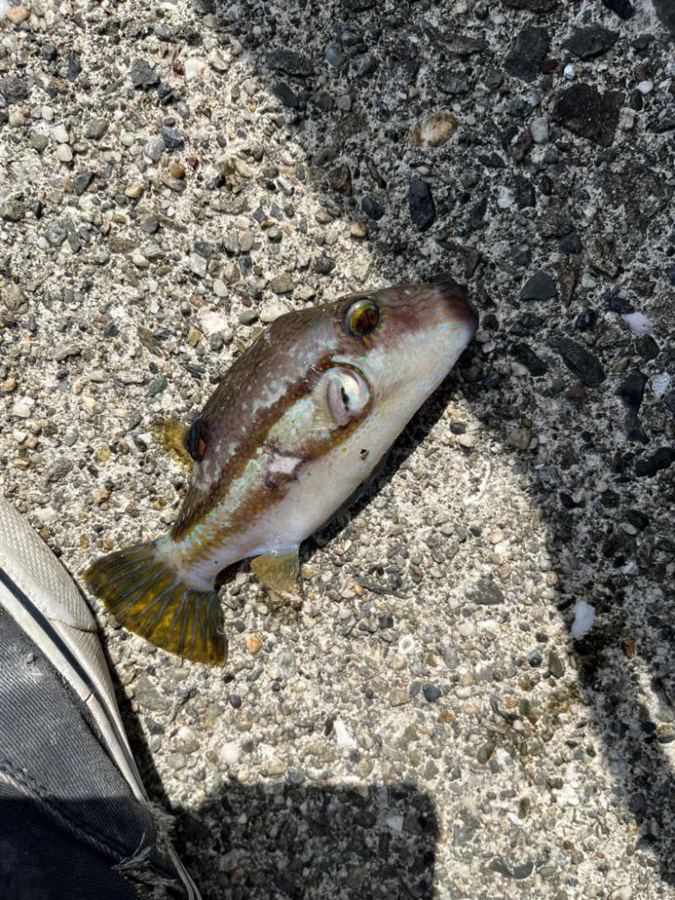 超スキマ時間ライトゲーム