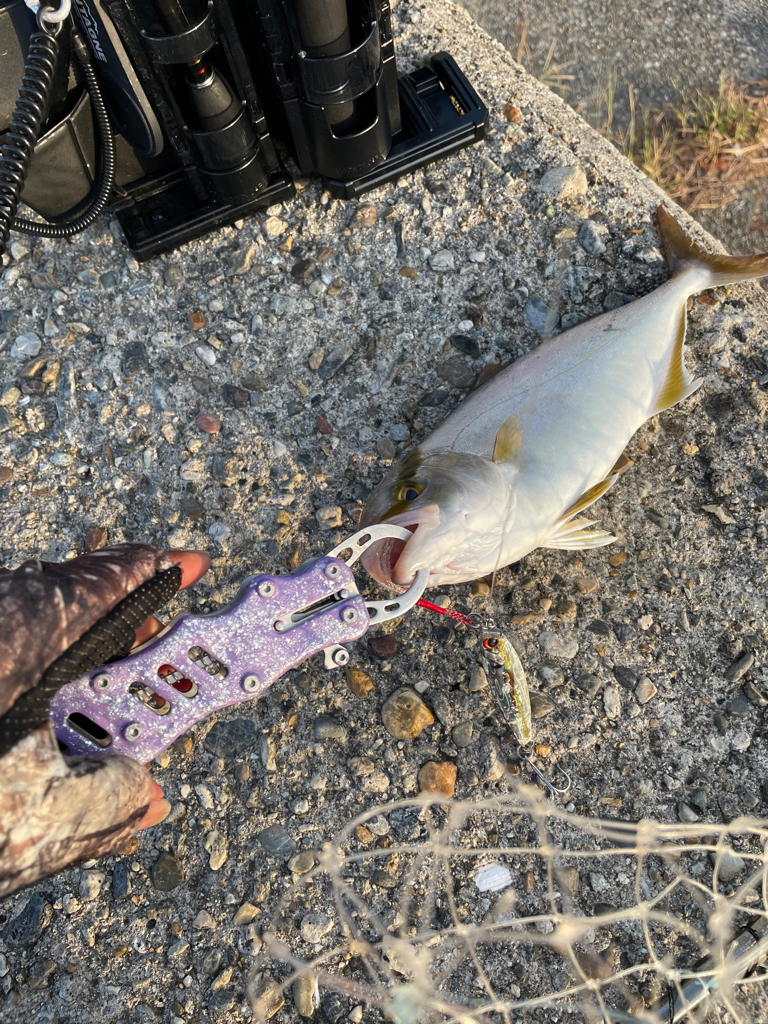 アオリイカ、シオ