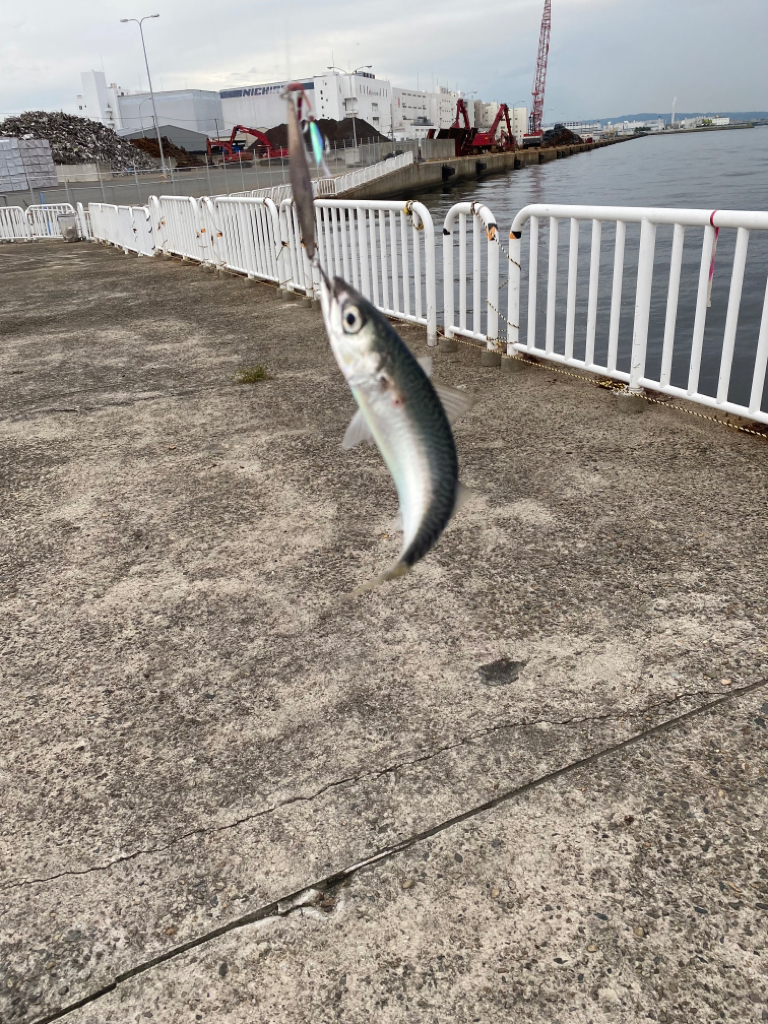 朝まづめハマチバラシのちサバゲー