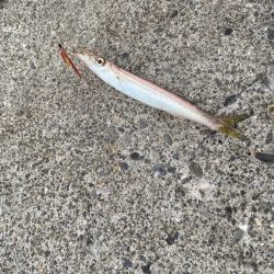 ジグサビキでカマス！