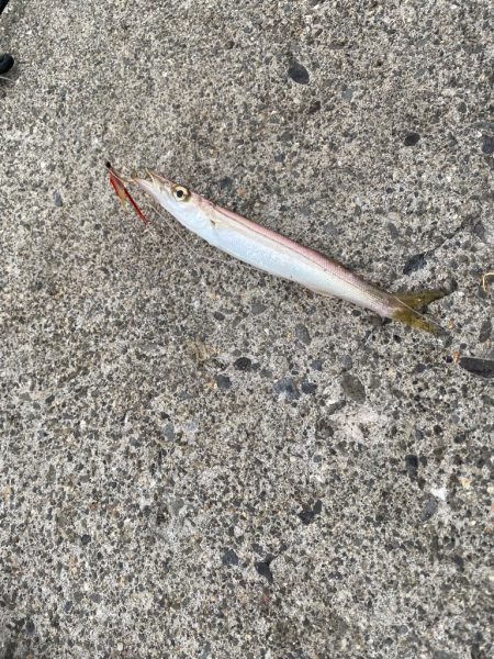 ジグサビキでカマス！