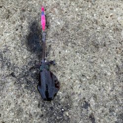 台風後エギング調査