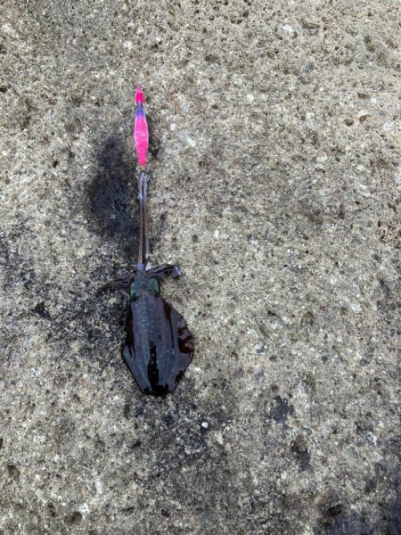 台風後エギング調査