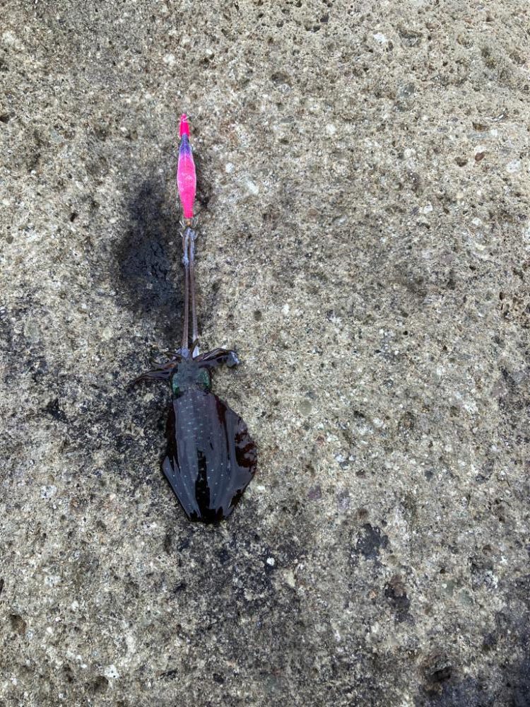 台風後エギング調査