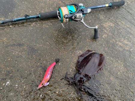 相棒は墨族！入れた瞬間スイッチが入るエギを使いこなしたい